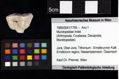Foto (Objket + Etiketten) von Cycloprosopon sp. 